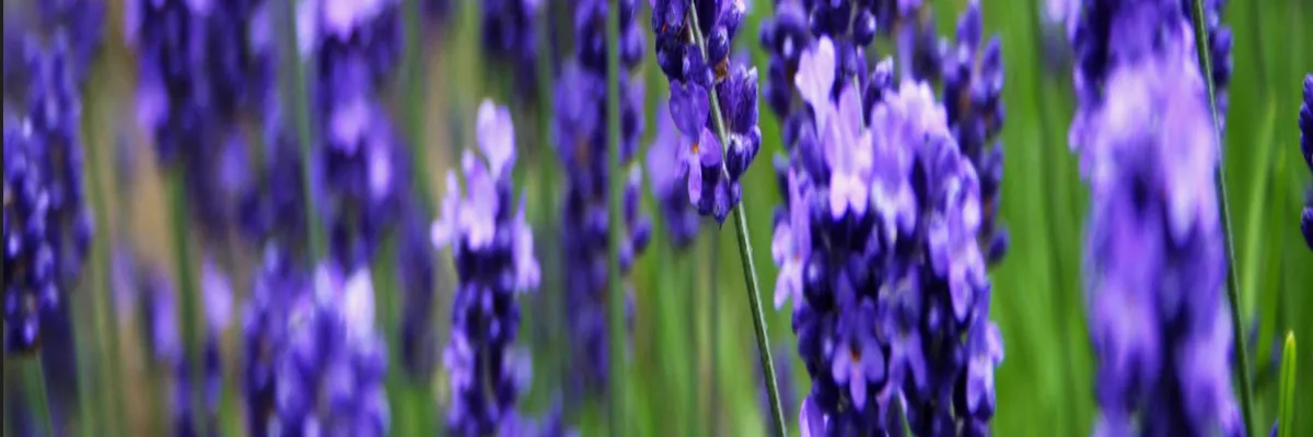 Image Pose borne de recharge IRVE Grasse