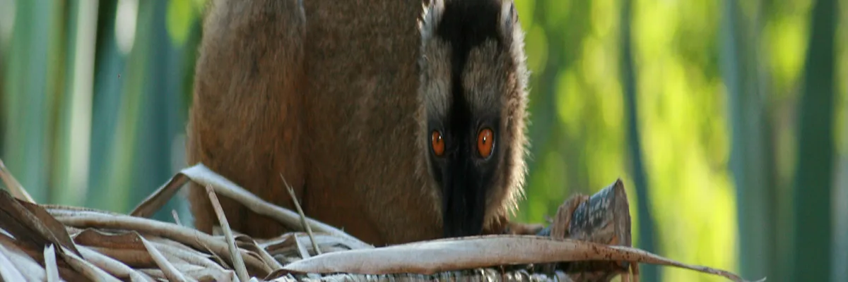 Image Pose borne de recharge IRVE Mayotte